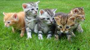 kittens-cat-cat-puppy-rush-45170
